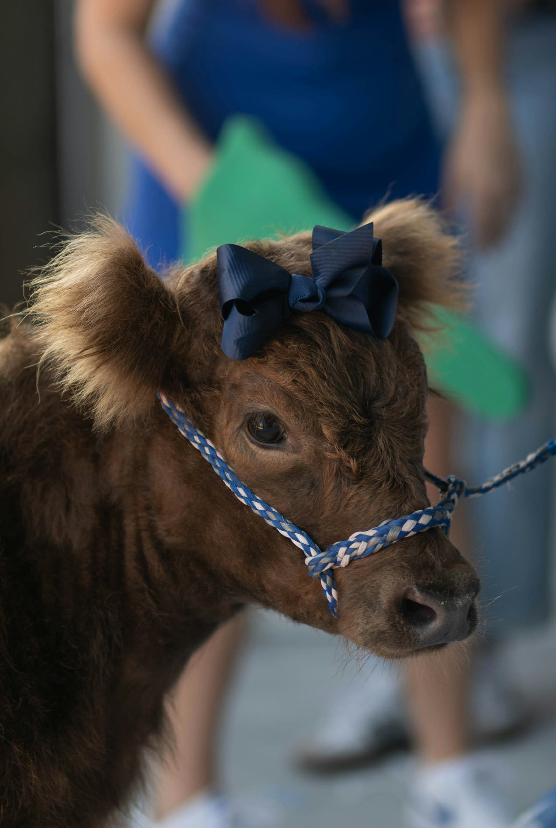Hazel the Highland Cow